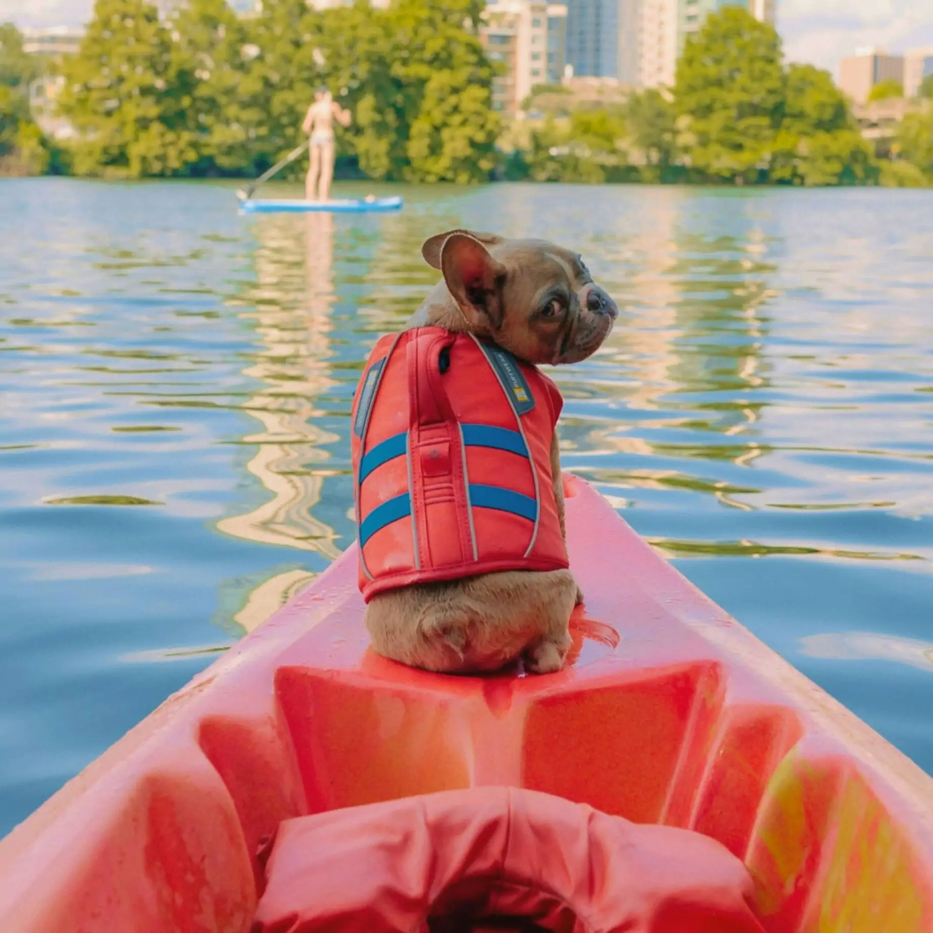 A French Bulldog sits at the end of a red canoe looking back at the person taking the photograph. Behind the dog is clear lake with trees and buildings in the background.