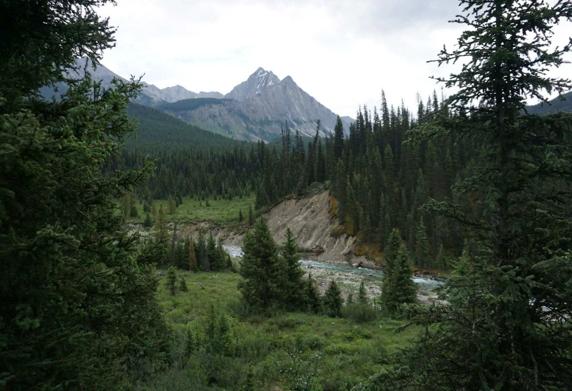 A forest scene with trees and a river in the foreground. A large mountain can be seen in the background.